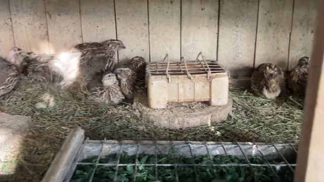 Яйценоскость перепелов при разных типах кормления.  Часть 4