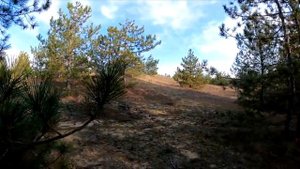 РЫЖИЙ МЕЙНКУН ИЩЕТ ГРИБЫ