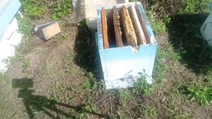 11 августа. однорамочные отводки пчел. подсиливаю.