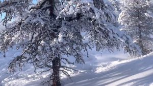 Жизнь Эвена-оленевода. День 2.