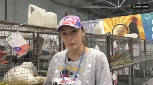 Чистопородное разведение кроликов: французский баран, калифорнийская, серебристый