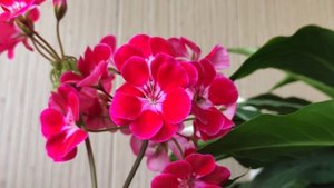 Пеларгония с бархатными цветочками Flower Fairy Velvet