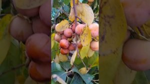 Хурма Сосновская радует созревшими плодами, погода благопрятствует! г. Николаев.