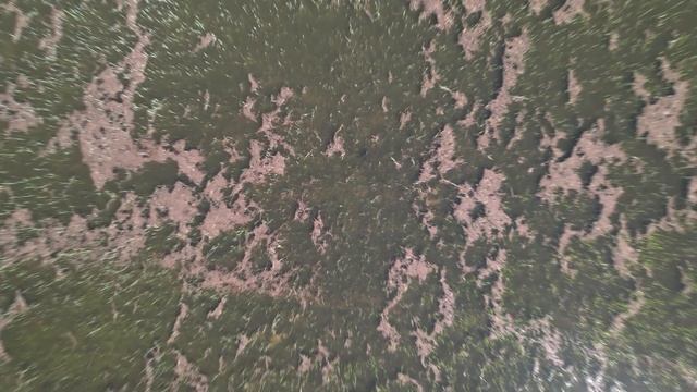 04.05.2022. Нерест сазана в низовье Волги. 4К. смотреть онлайн