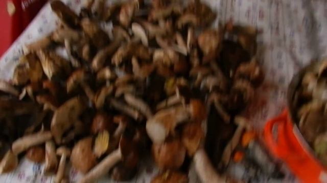 Любителям тихой охоты) За грибами! смотреть онлайн