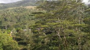 Sri Lanka,ශ්රී ලංකා,Ceylon,Beautiful Plantation View