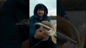 Шок от этой приманки! Щука в бешенстве!  #shorts #рыбалка #воблер