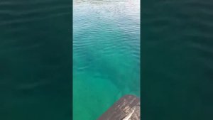 Отдых с друзьями в Глазковки бухта кит Приморский край.