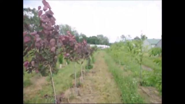 We Grow Parrotia persica Persian Parottia HH453 смотреть онлайн