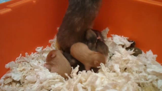 Типуськазавры "Г". 14 дней. Агата на гнезде. смотреть онлайн