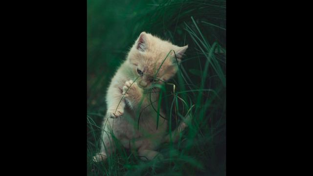 Котики