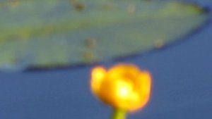 озеро Нефра близ с. Новоклязьминское Южский район Ивановской области