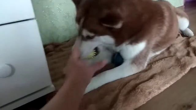 Хаски Рокси. Наш любимый мячик. смотреть онлайн