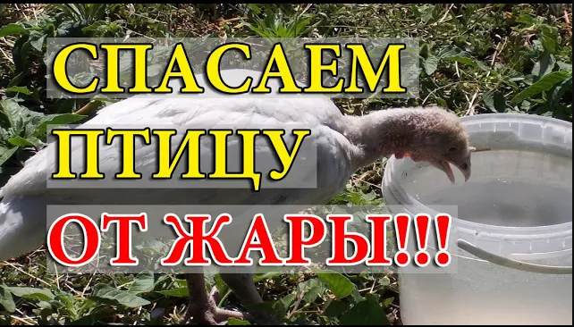 ЗАЩИТИТЬ ПТИЦУ ОТ ЖАРЫ. ПРОПОЙКИ ВО ВРЕМЯ ЖАРЫ!!!