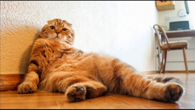 Шотландская вислоухая кошка, всё о породе