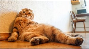Шотландская вислоухая кошка, всё о породе