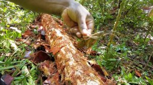 Западная Папуа 2023