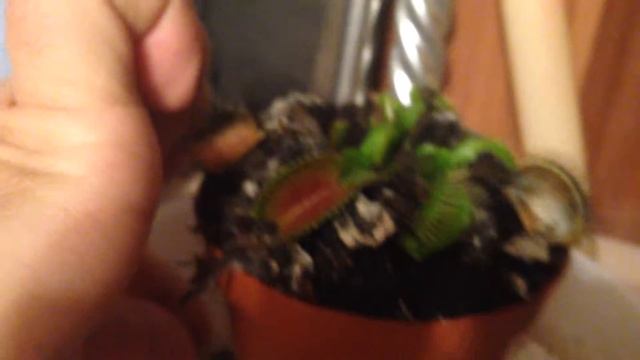 Цветок поедает муху)) смотреть онлайн