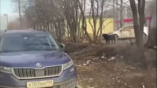 Во дворе полыхнула собачья будка смотреть онлайн