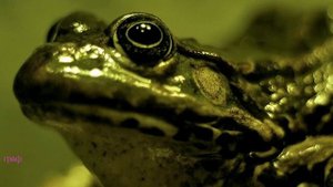 311.Рустам Нахушев - Три желания. В НАГРАДУ ИСПОЛНЮ...