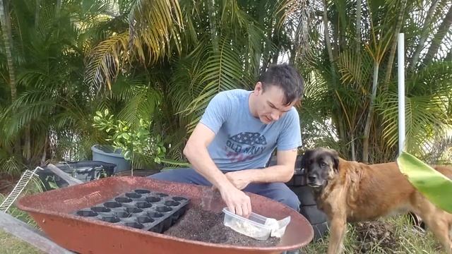 Planning cantaloupe seedlings смотреть онлайн