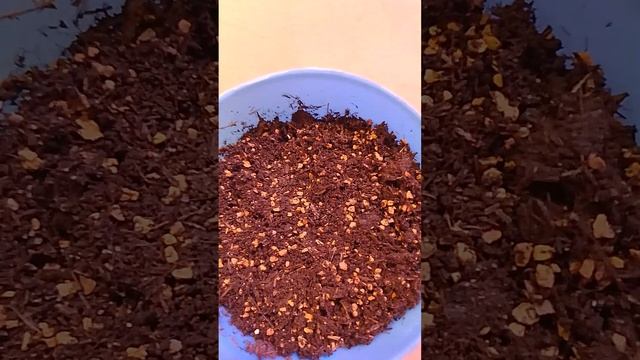 Гацания или Африканская подсолнечная хризантема - руководство по выращиванию смотреть онлайн