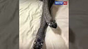 Это надо увидеть отрезал ногу жене