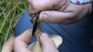 Млечник серо-розовый. Странный запах.