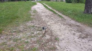 Фея настоящая собака