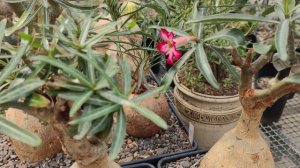Природные экземпляры Adenium somalense в моей коллекции
