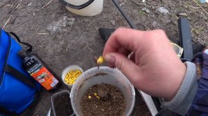 Тиляпия  Рыба с характером  Нововоронеж