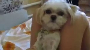 Боня твою котлету съели!