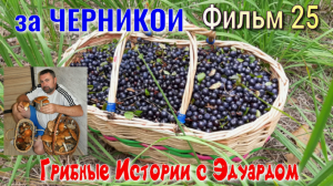 Грибные Истории с Эдуардом. 25 Серия. Поспела ЧЕРНИКА. В лес за Черникой 2022.