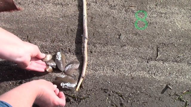 Grade 1: Math Lesson #55 Identifying Odd and Even Numbers (Taking Math Outside!) смотреть онлайн