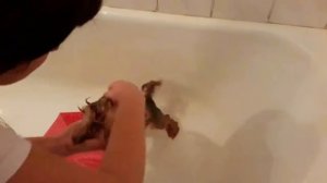 КУПАНИЕ ЙОРКА