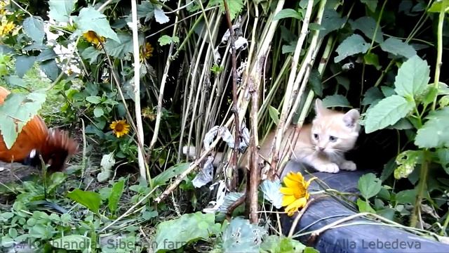 #1 Koshlandia Rooster came to visit kittens Котята и Павловский петушок