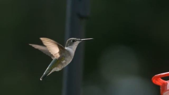 Колибри в полете Футаж HD смотреть онлайн