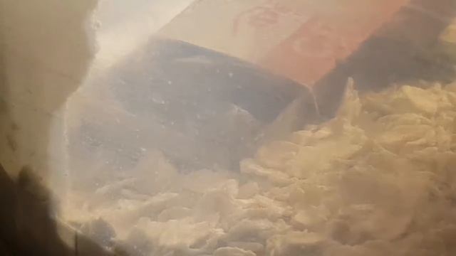 Сверчки откладывают яица смотреть онлайн