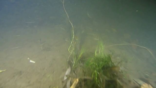 Щука под водой ночью смотреть онлайн