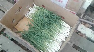 Первый день срезки лука на перо. Первый опыт. Лук на перо за 16 дней