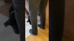 Немецкая овчарка в квартире первый день.