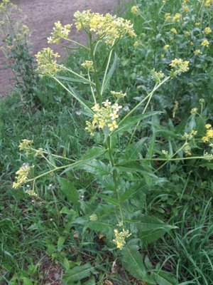 107. Свербига восточная - Bunias orientalis