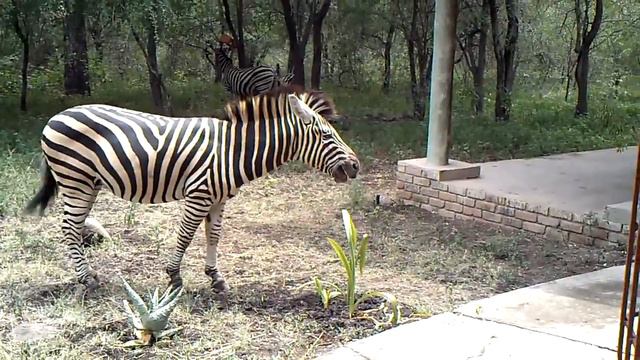 Krugerpark Marlothpark Zuid Afrika, zebra vreet mn plant bij sadadu.MP4 смотреть онлайн