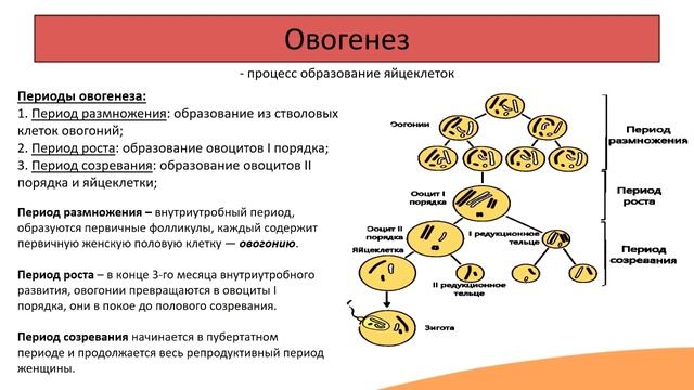 Гаметогенез и оплодотворение смотреть онлайн