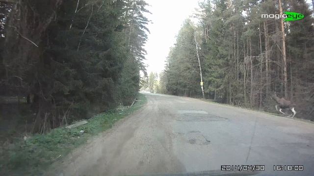 Лось на дороге Тверь 2017 смотреть онлайн