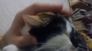 Как правильно погладить кошку)))