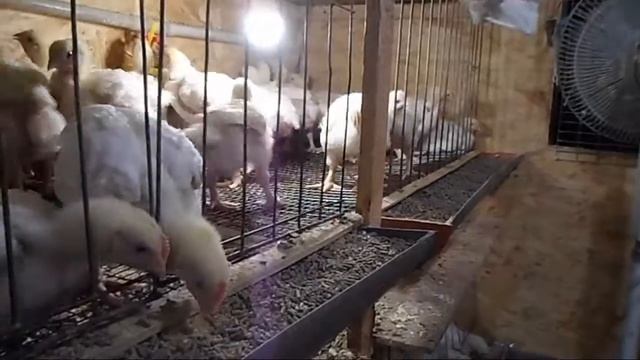 Бройлеры пьют из ниппельных поилок