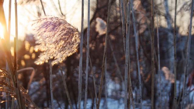 зимняя природа в Юрмале смотреть онлайн