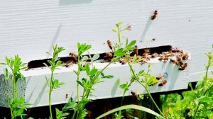 Песня про ДЮРТЮЛИ