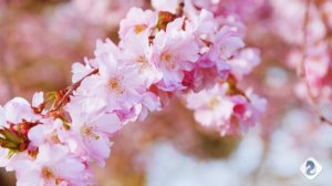 #ПодСаксофон#Видеоklass#ЖаннаДаценко#МузыкаКрасоты#КрасотаПрироды#Расцветает#МузыкаАндреяОбидина#